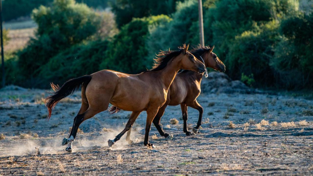 Agriturismo Carrucana Martis 外观 照片