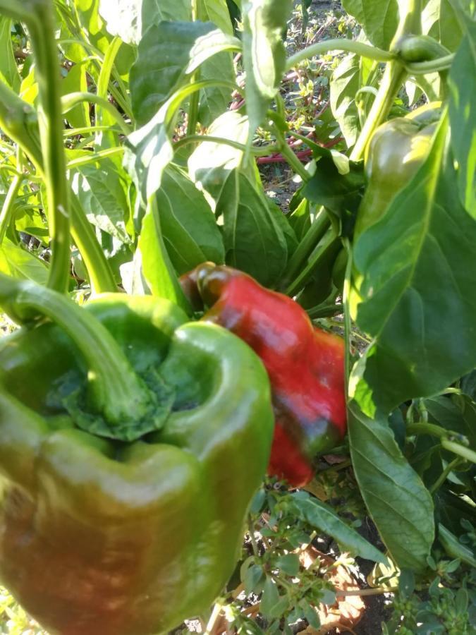 Agriturismo Carrucana Martis 外观 照片