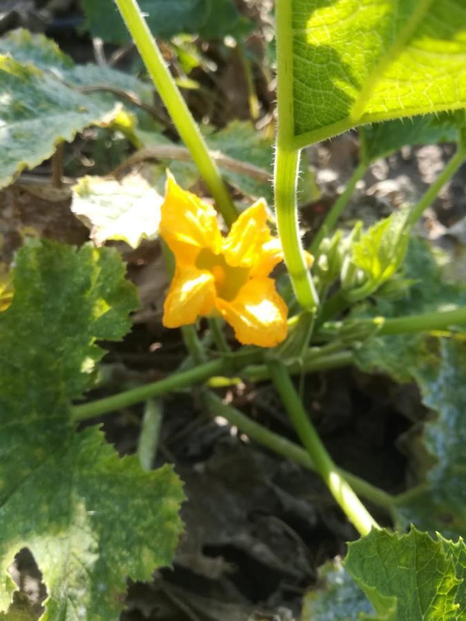 Agriturismo Carrucana Martis 外观 照片